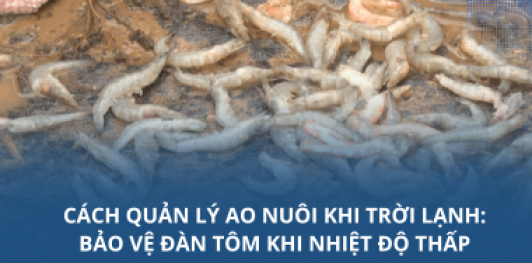 Cách quản lý ao nuôi khi trời lạnh: Bảo vệ đàn tôm khi nhiệt độ thấp